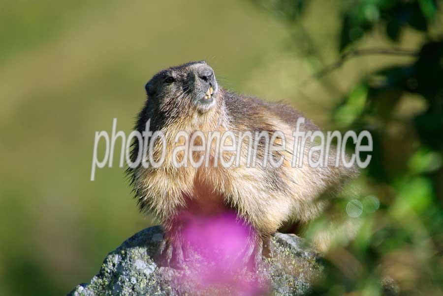 00marmotte-7-0805