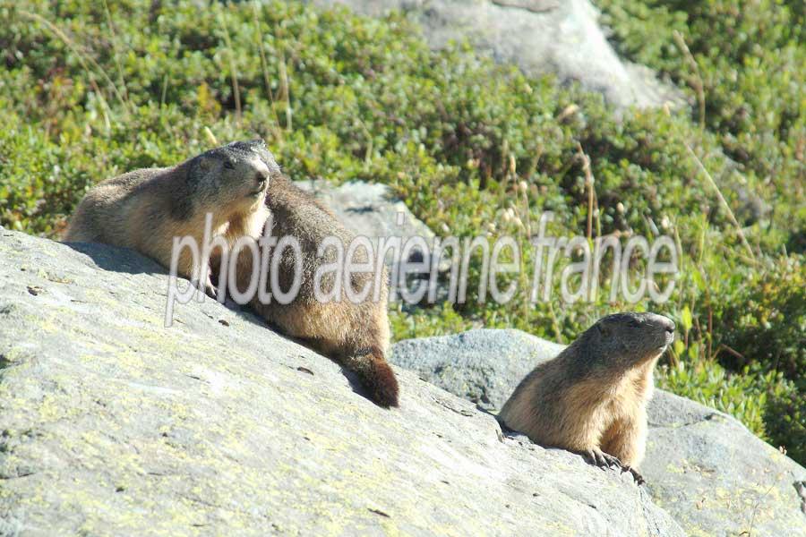 00marmotte-8-0803