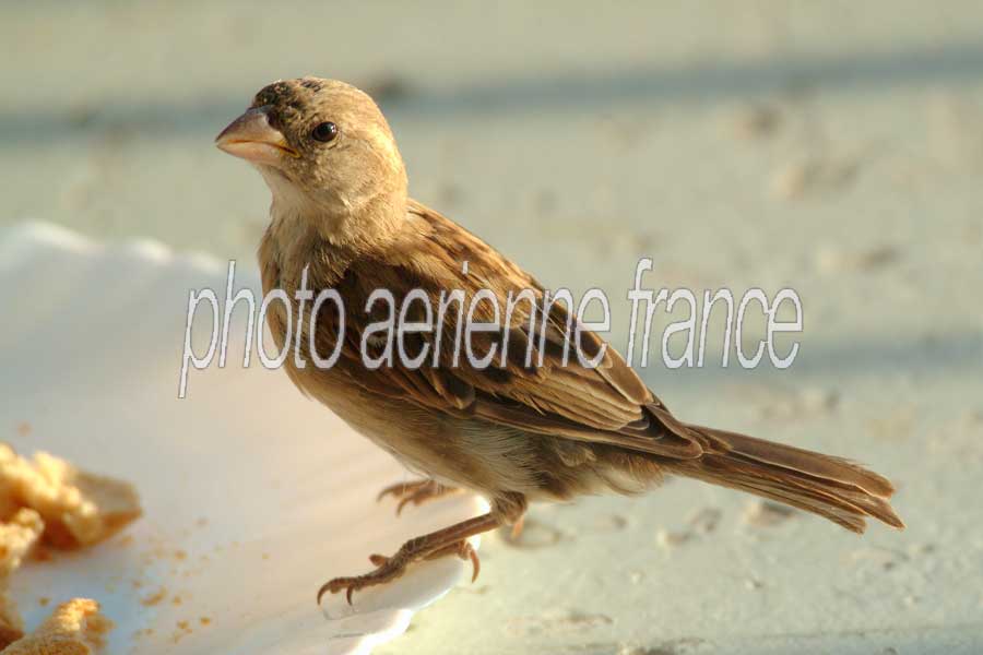 00moineau-3-0803