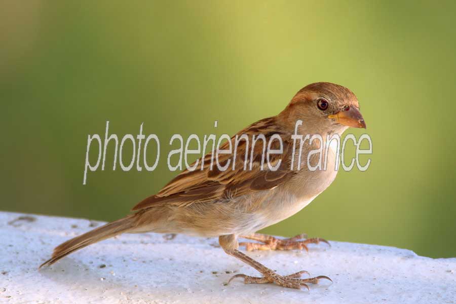 00moineau-5-0803