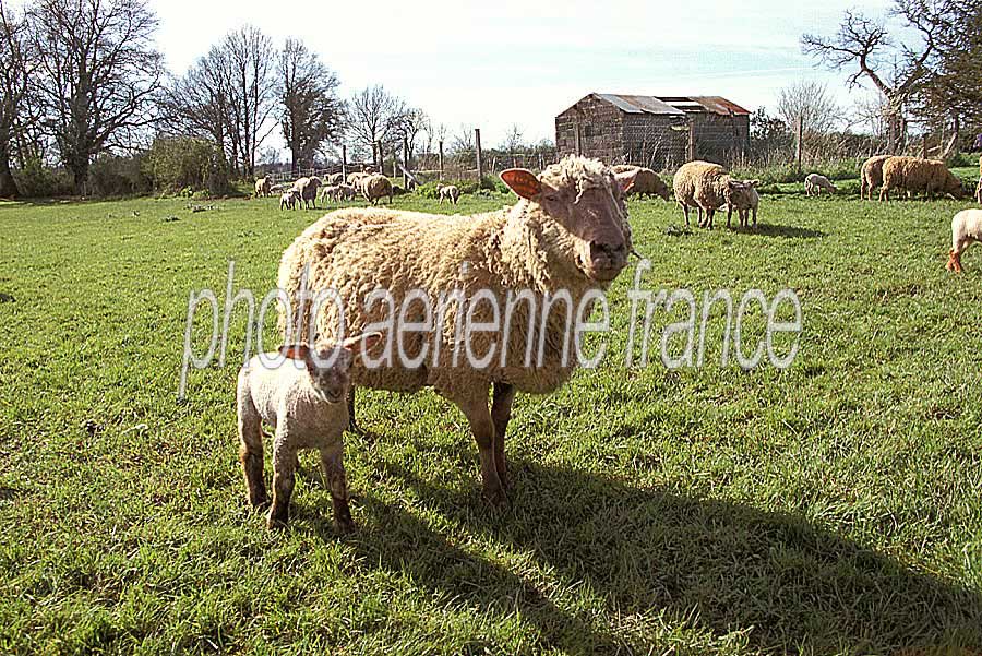 00mouton-poitevin-1-e