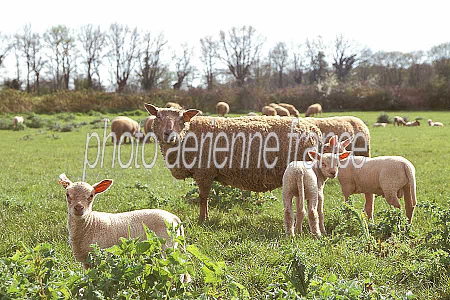 00mouton-poitevin-2-e