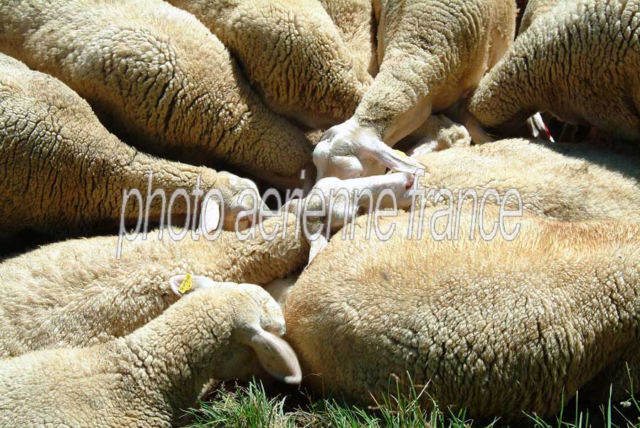 00moutons-3-0804