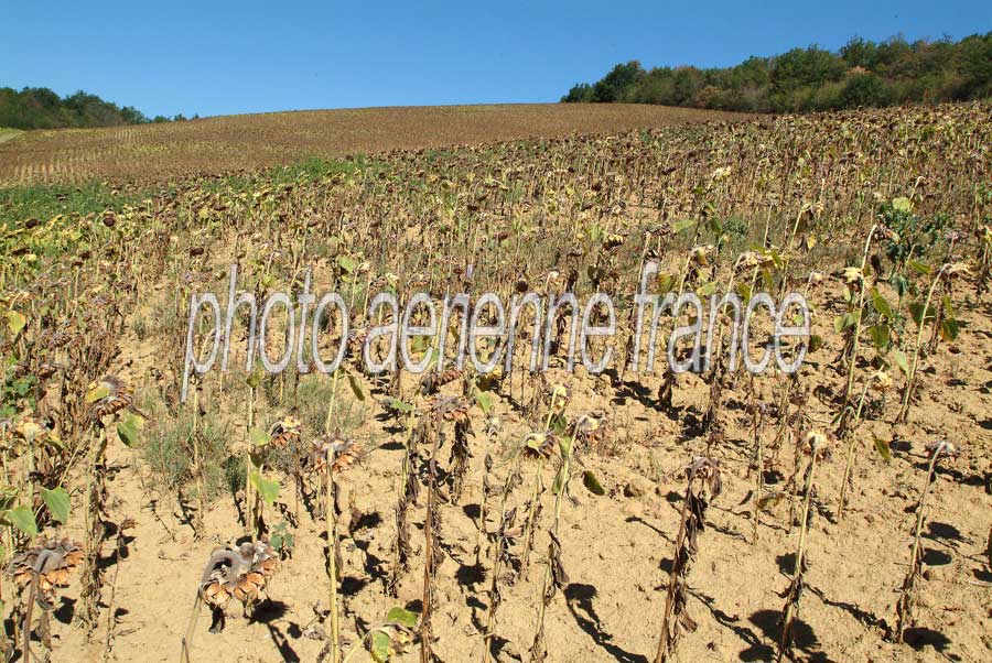 00secheresse-tournesol-1-0803