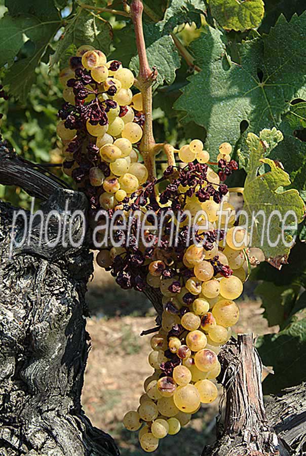 00secheresse-vigne-1-0803