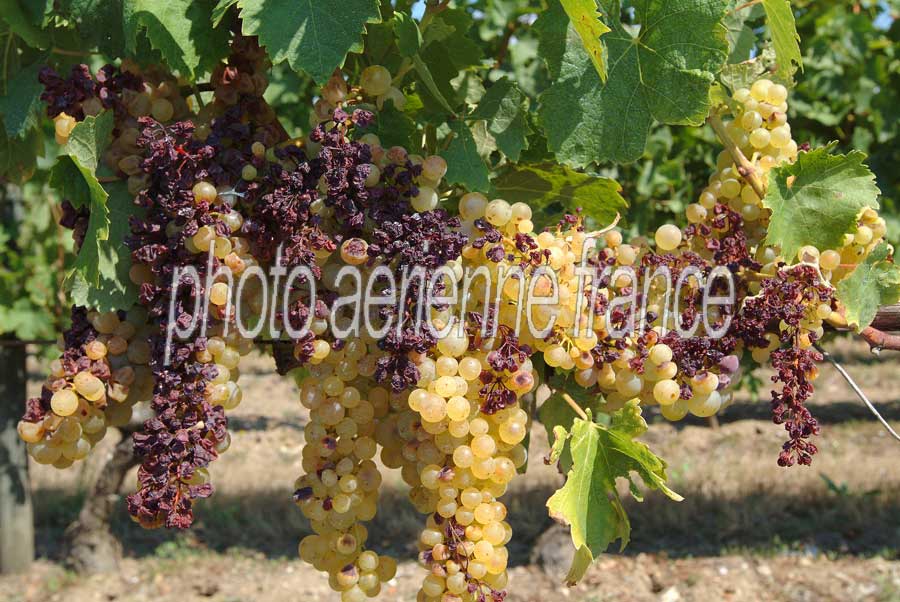 00secheresse-vigne-2-0803