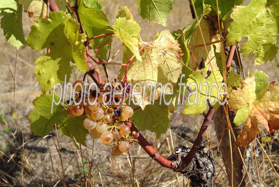 00secheresse-vigne-4-0803