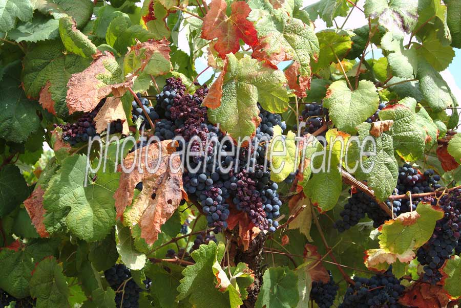 00secheresse-vigne-5-0803