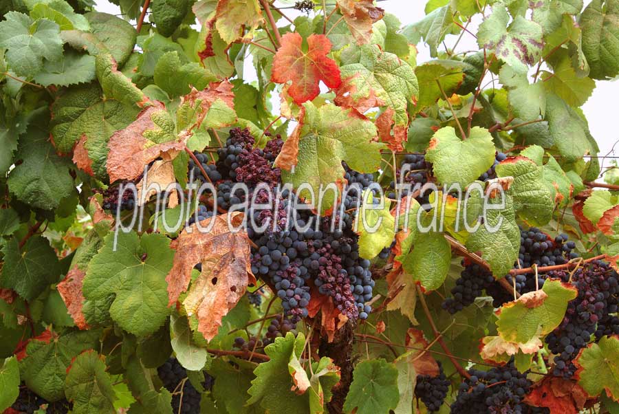 00secheresse-vigne-6-0803