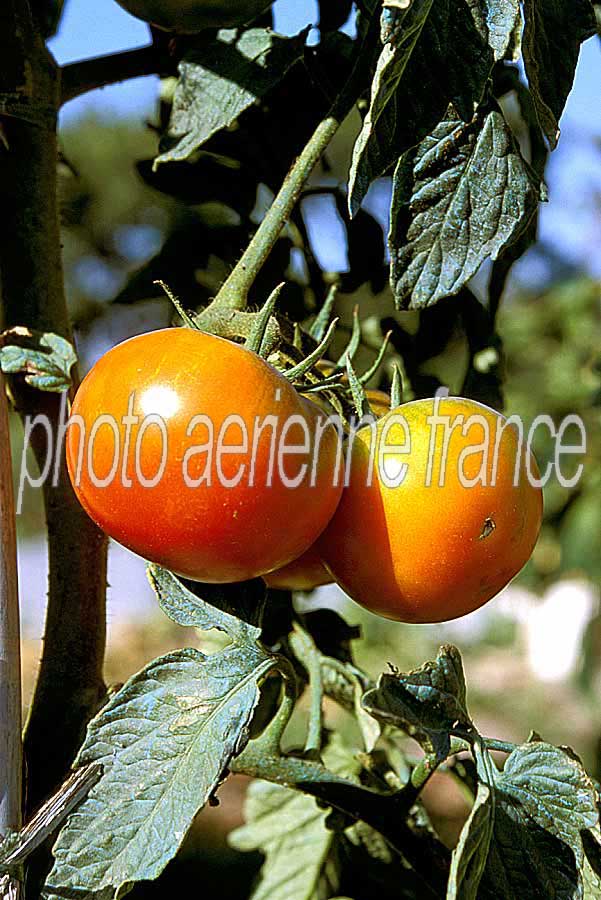 00tomates-1-e