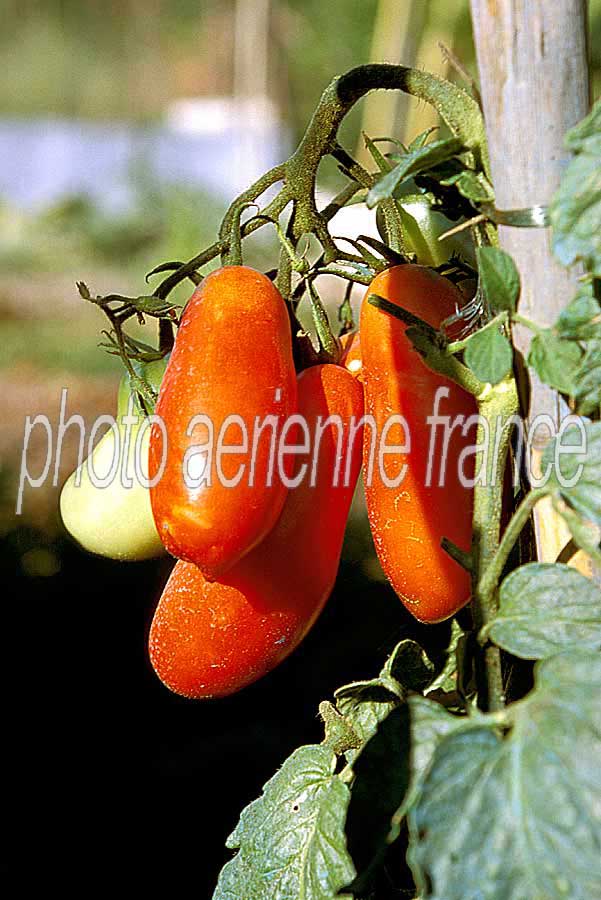 00tomates-2-e