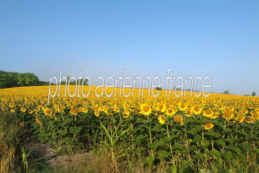 00tournesol-1-0803