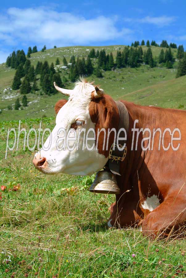 00vaches-15-0804