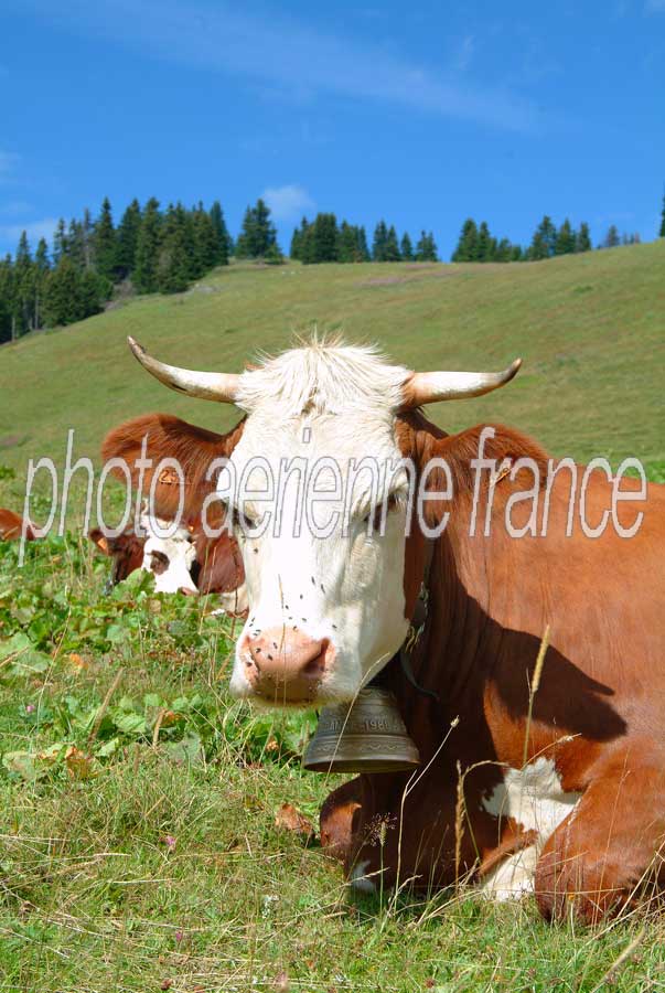 00vaches-17-0804