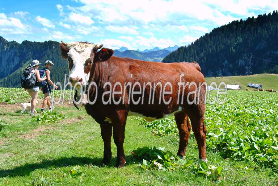 00vaches-19-0804