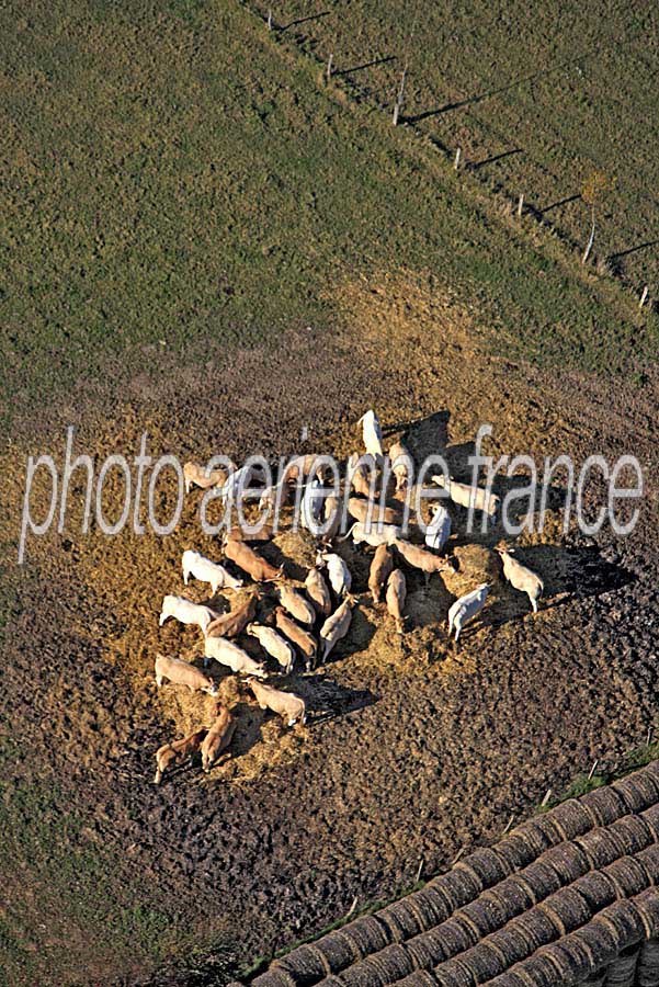 00vaches-2-0610