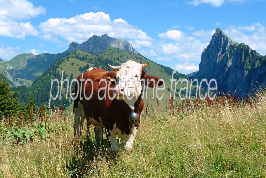 00vaches-20-0804