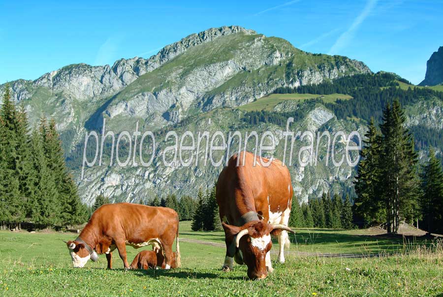 00vaches-4-0804
