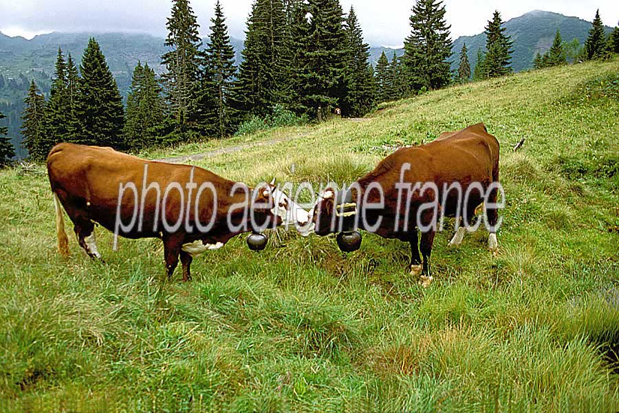 00vaches-4-e