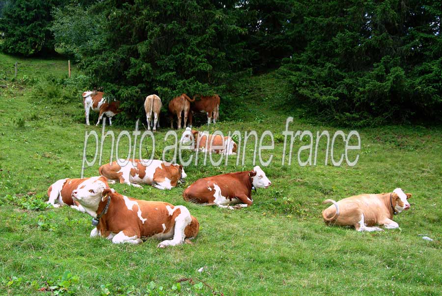 00vaches-5-0804