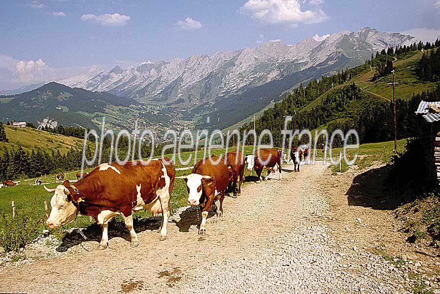 00vaches-5-e