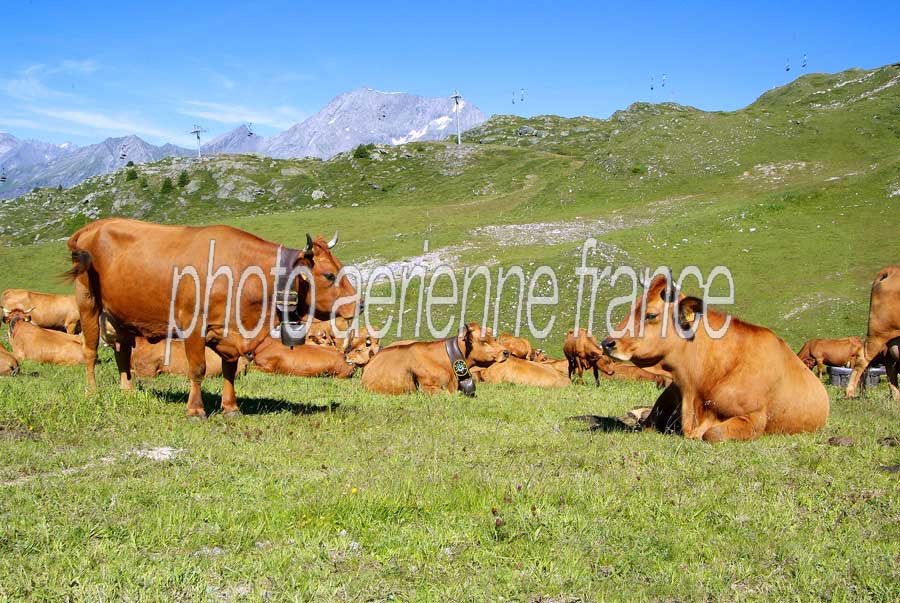 00vaches-alpage-10-0805