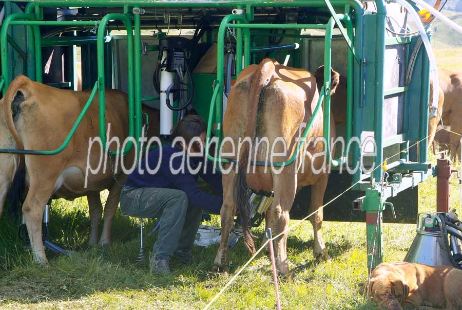 00vaches-alpage-15-0805