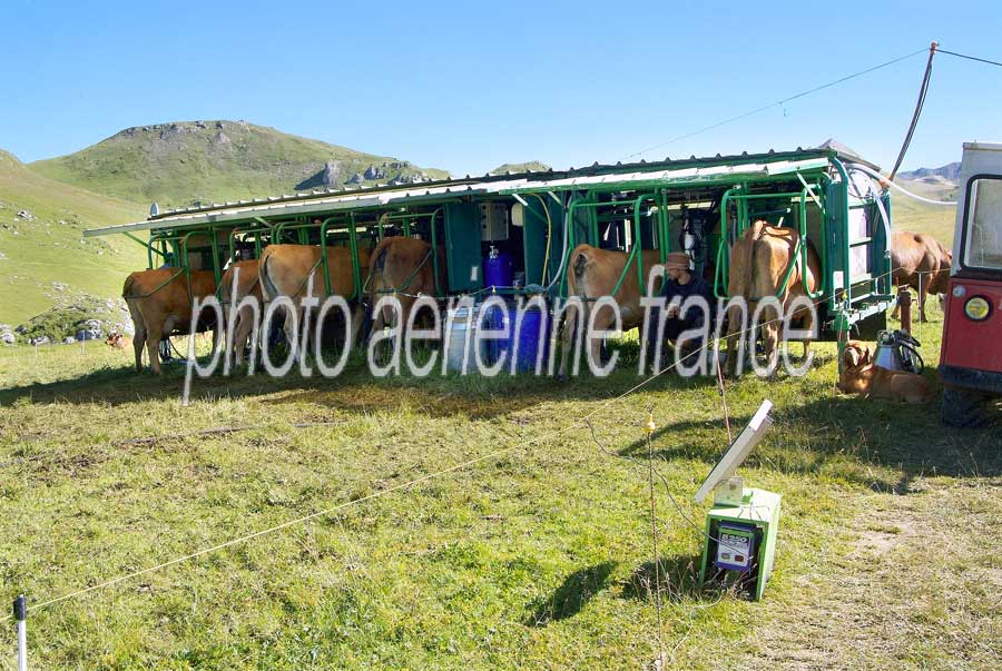 00vaches-alpage-20-0805