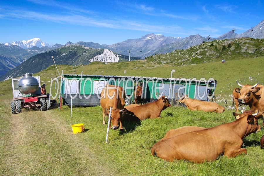 00vaches-alpage-22-0805