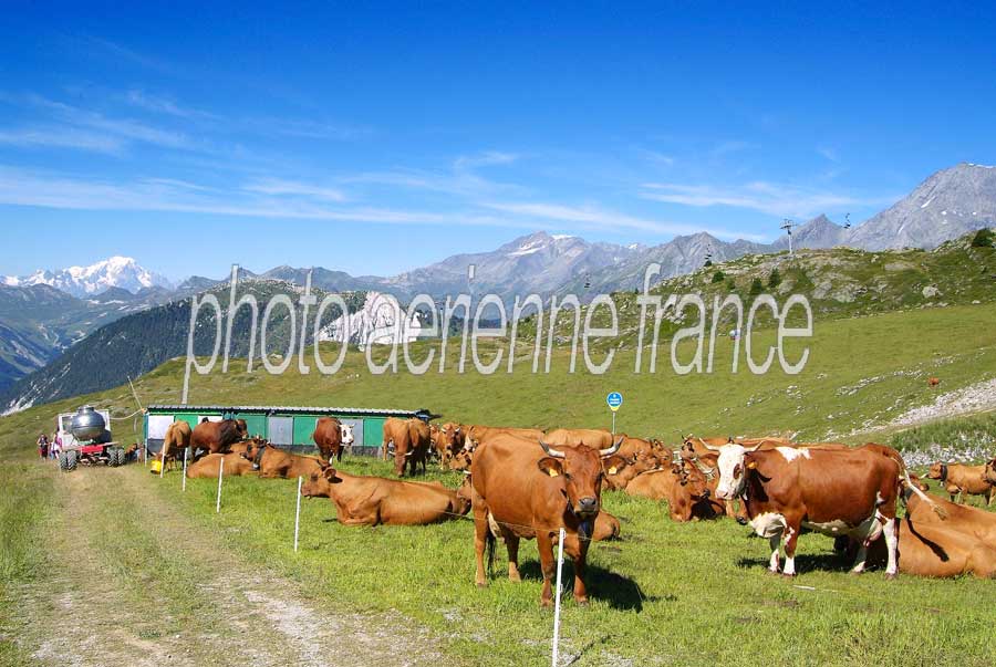 00vaches-alpage-3-0805