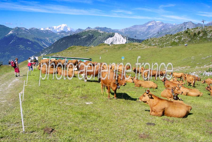 00vaches-alpage-7-0805