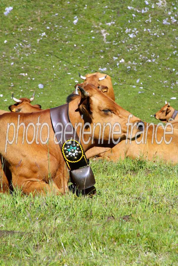 00vaches-alpage-8-0805