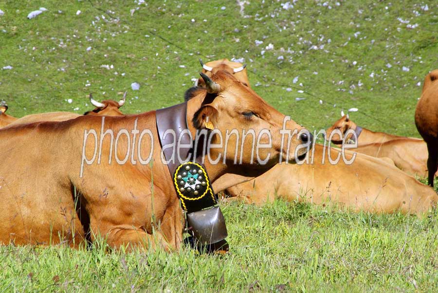 00vaches-alpage-9-0805