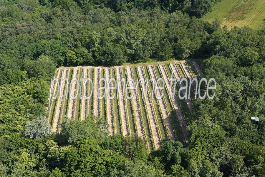 00vigne-bordelais-26-0605