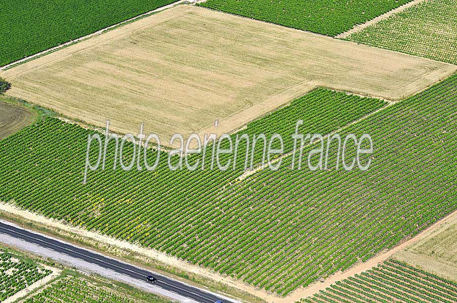 00vigne-languedoc-1-0608