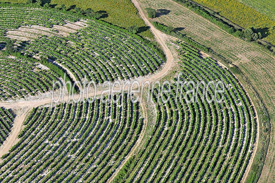 00vigne-languedoc-11-0608