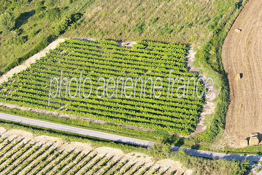 00vigne-languedoc-13-0608