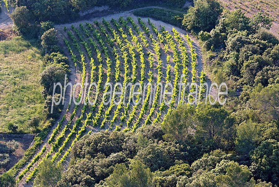 00vigne-languedoc-15-0608