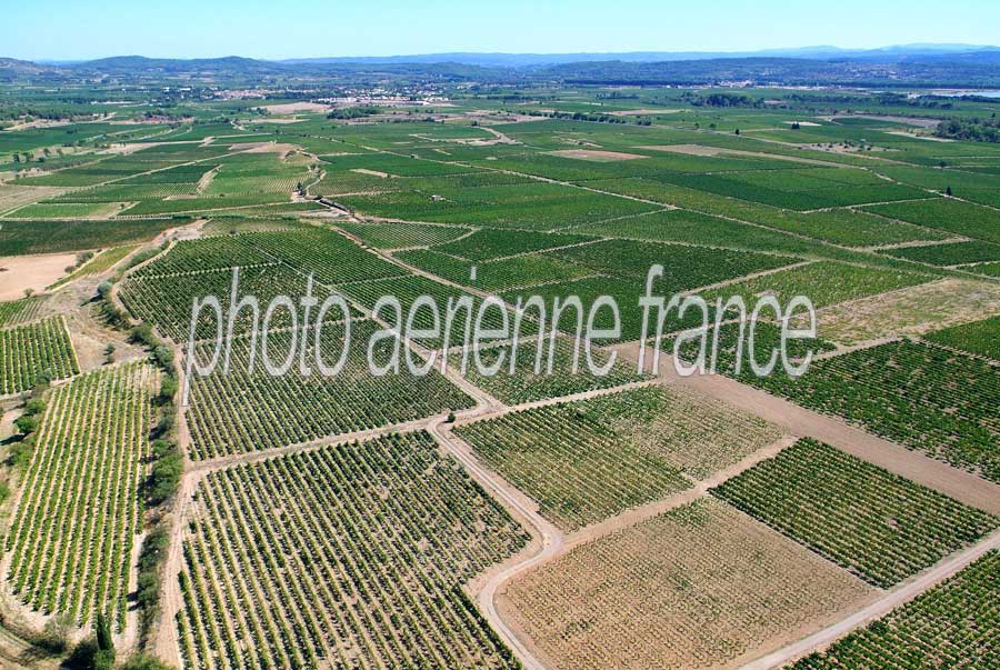 00vigne-languedoc-15-0806