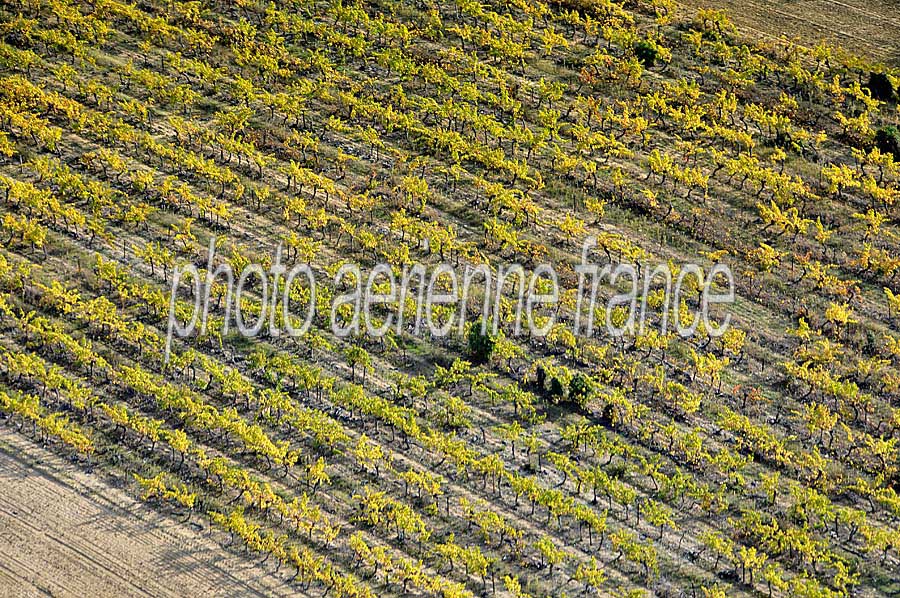 00vigne-languedoc-16-1009