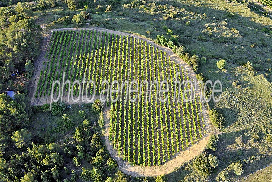 00vigne-languedoc-23-0608