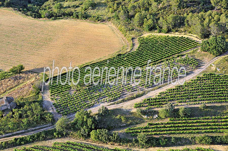 00vigne-languedoc-24-0608