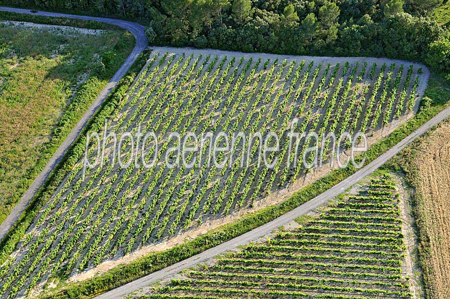 00vigne-languedoc-25-0608