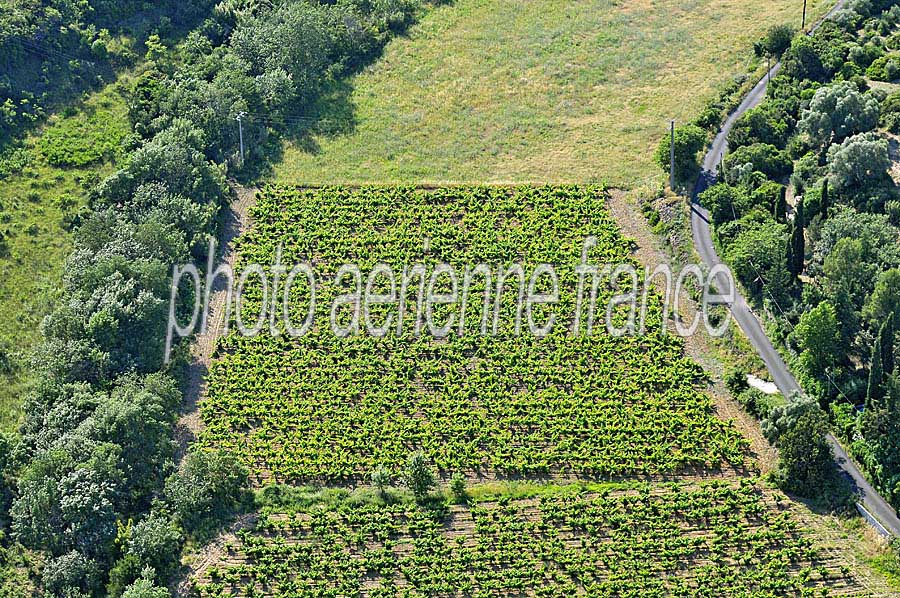 00vigne-languedoc-3-0608