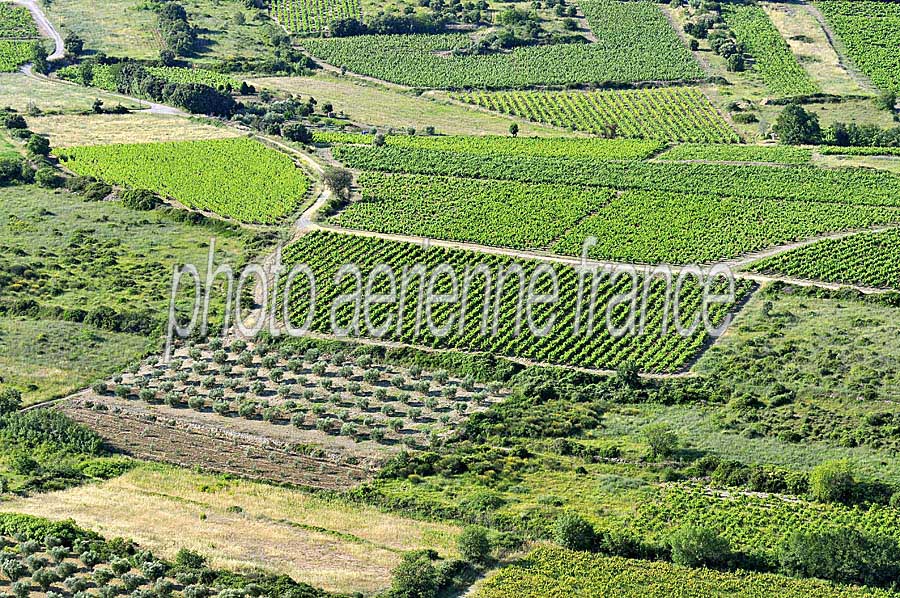 00vigne-languedoc-4-0608