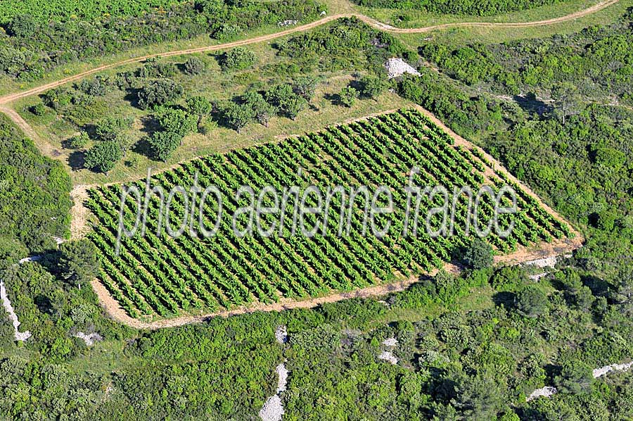 00vigne-languedoc-8-0608