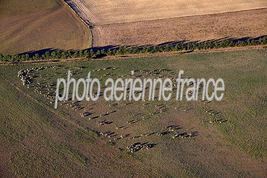 12elevage-mouton-larzac-1-0817