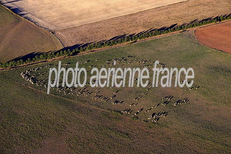 12elevage-mouton-larzac-2-0817