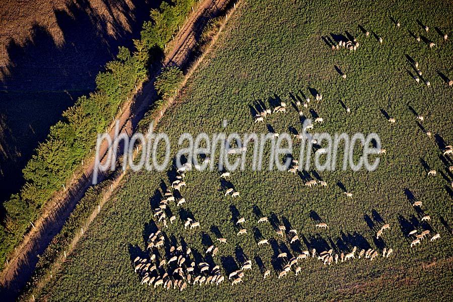 12elevage-mouton-larzac-3-0817