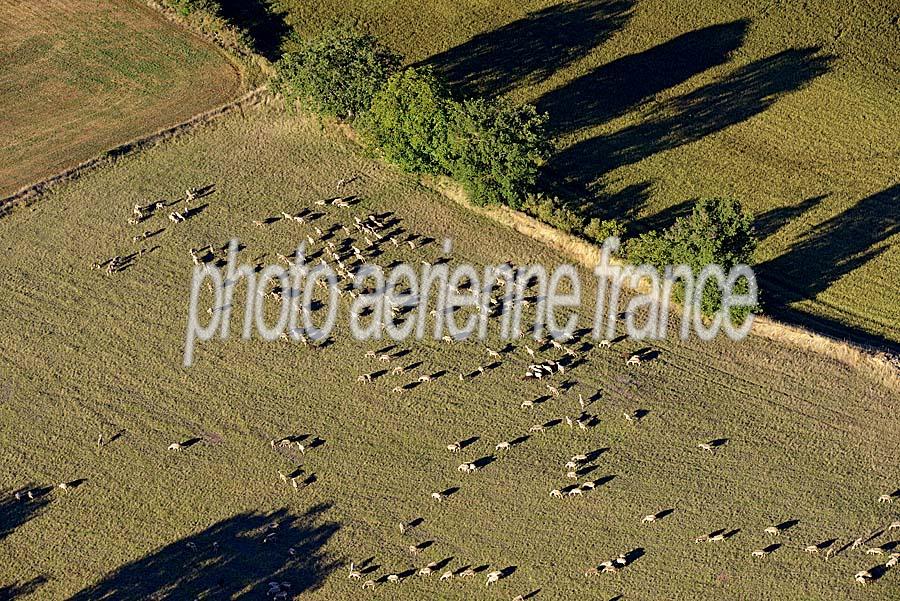 12elevage-mouton-larzac-5-0817